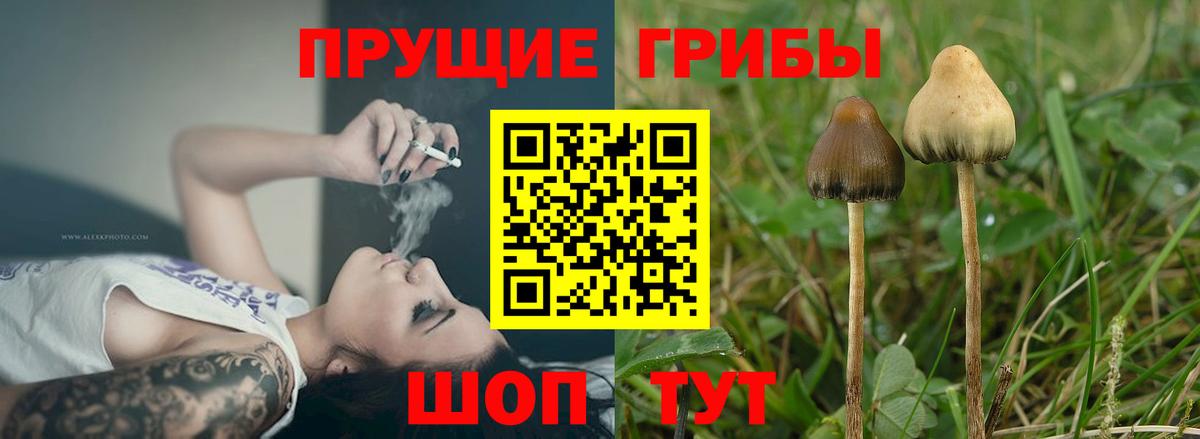 Фролово  Галлюциногенные грибы мицелий  Вход с VPN  Псилоцибиновые грибы Psilocybe 